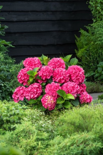 Гортензія широколиста Сібілла / Мася | Hydrangea macrophylla Sibilla / Masja | Гортензия широколистная Сибилла / Мася